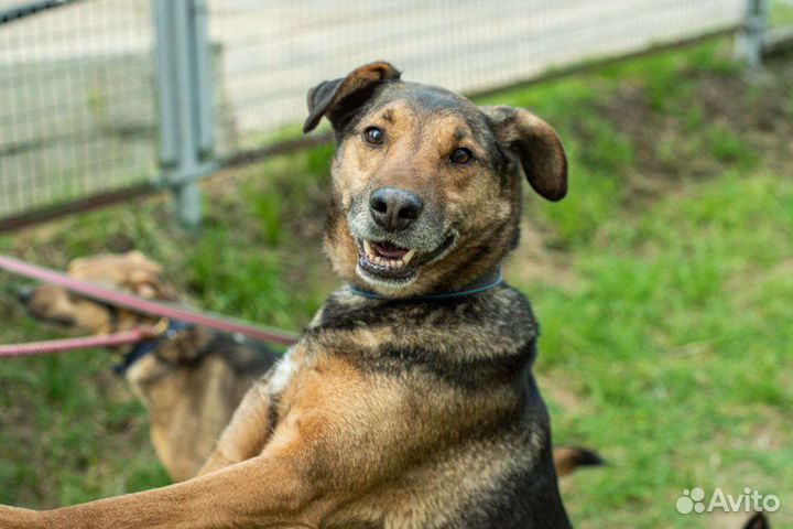 Умка ищет дом (собака из приюта)