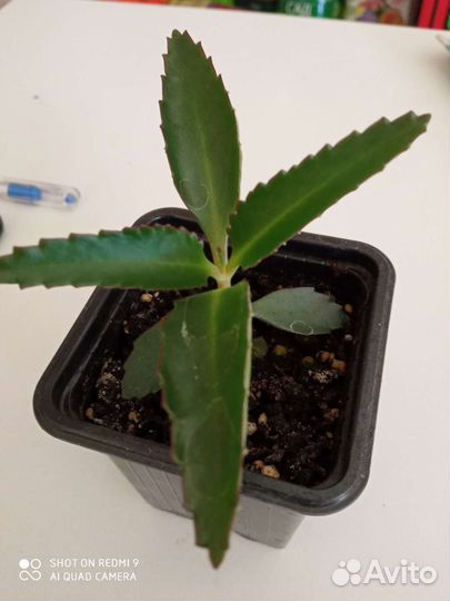 Продам комнатные растения