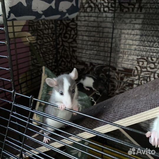 Крысята дамбо