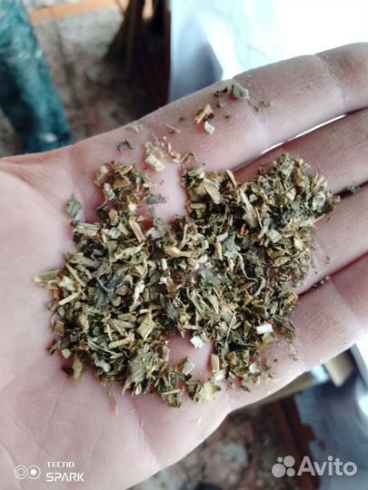 Семена махорки сорт ас 18/7