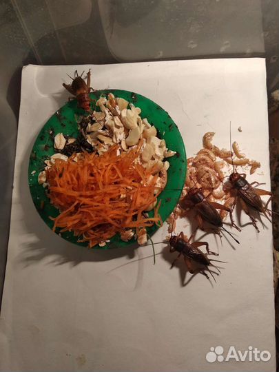 Банановые сверчки, Зофобас