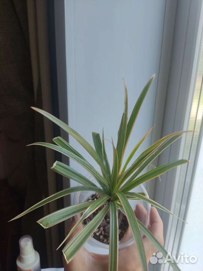 Драцена биколор