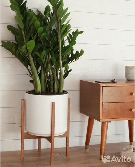 Замиокулькас