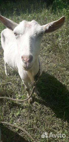 Зааненская коза и чешский козел