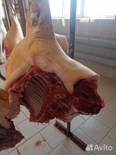 Мясо свинина домашняя / свежий забой