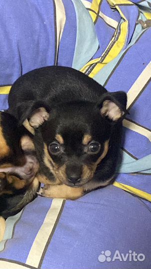 Той-терьер щенки