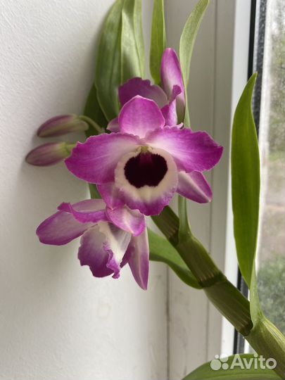 Дендробиум