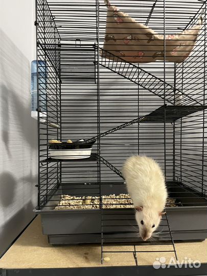 Крыса в добрые руки