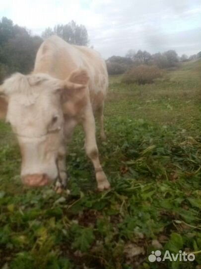 Корова дойная