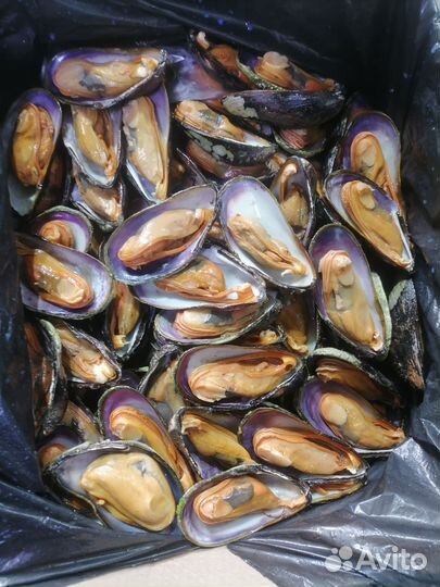 Мидии Приморские