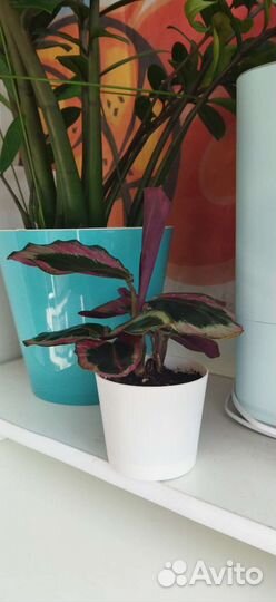 Калатея, филодендрон, сингониум, сциндапсус