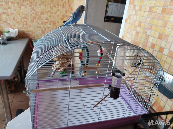 Волнистый попугай