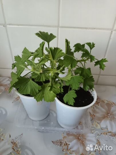 Королевская пеларгония