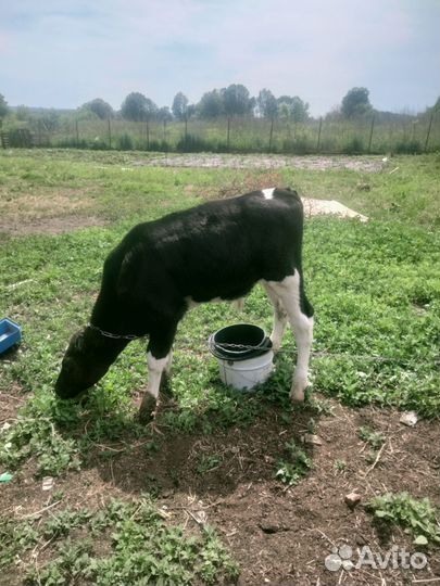Телёнок бычок 2 месяца