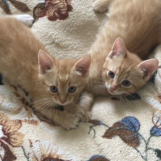 Котята рыжие бесплатно