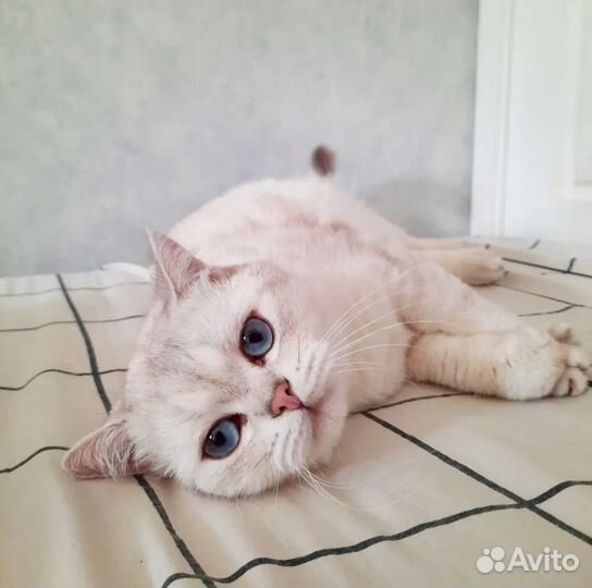 Передержка кошек, зооняня