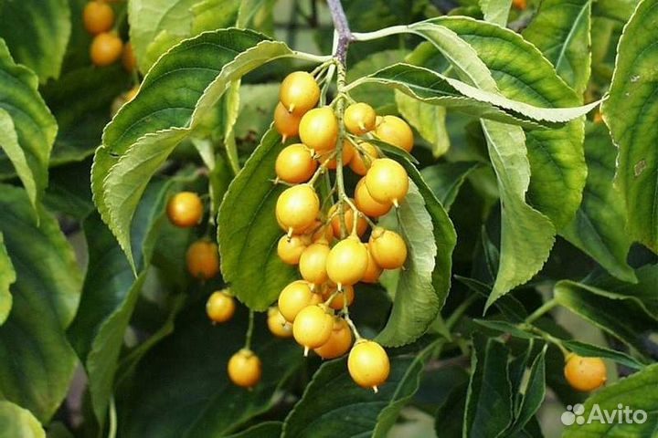 Мандрагора семена