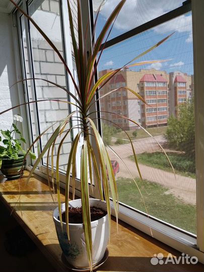 Пальма драцена