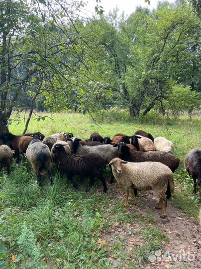 Овцы бараны на мясо
