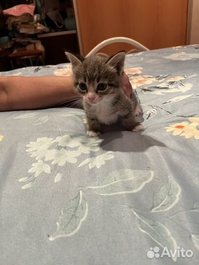 Котики бесплатно в добрые руки