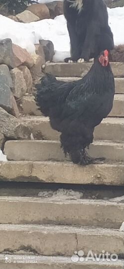 Петухи кохинхин, брама