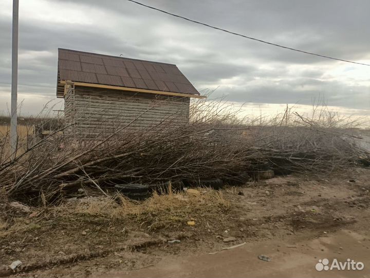 Деревья вишни