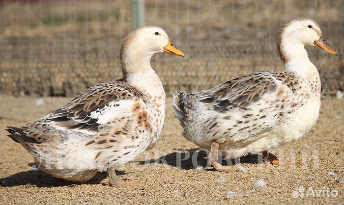 Утка Сильвер Эпплиярд (инкубяйцо)