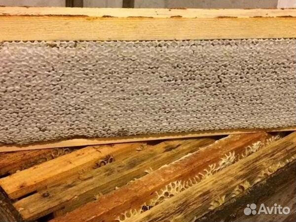 Мёд 24 года Алтайский опт