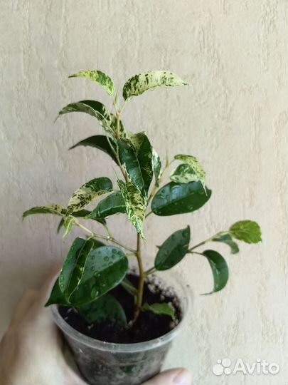 Фикус Бенджамина сорт Эльдорадо