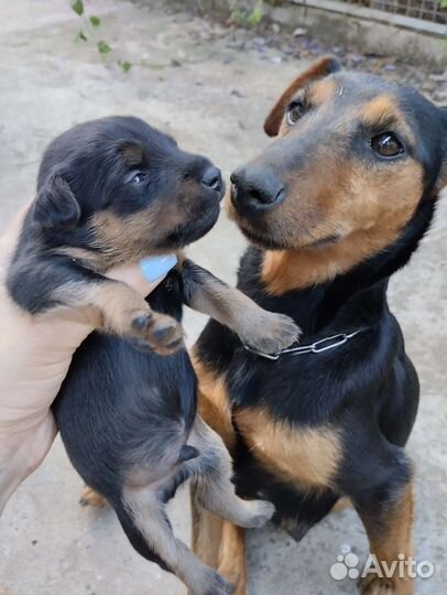 Щенки ягдтерьера