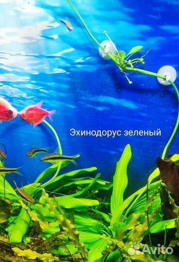 Аквариумные растения (прополка)