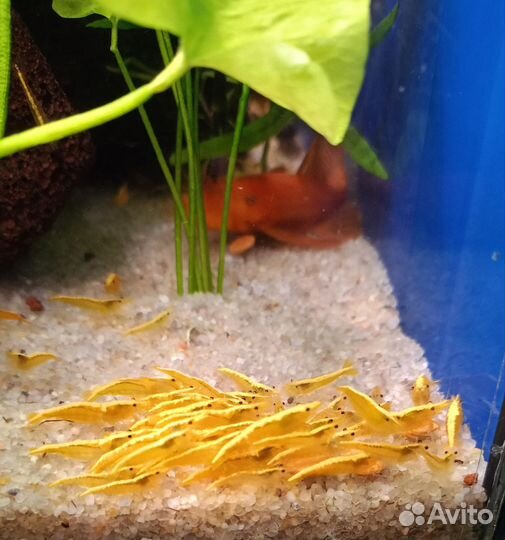 Креветки жëлтый неон