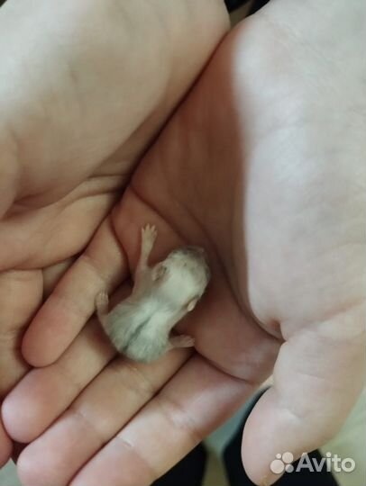 Джунгарский хомяк бесплатно