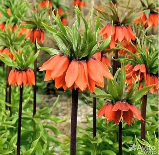 Рябчик императорский