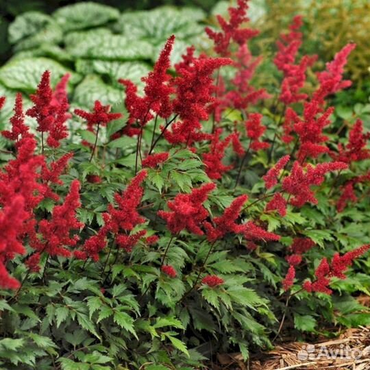 Астильба Красная