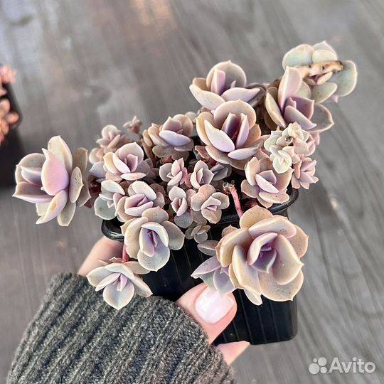Суккуленты детки эхеверия граптоседум