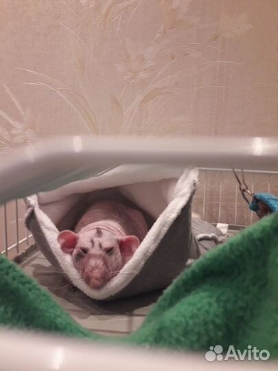 Передержка животных