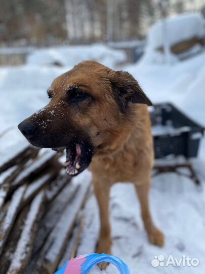 Собака
