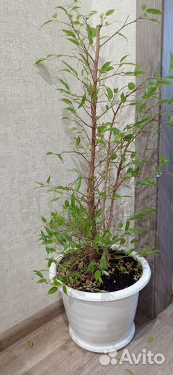 Фикус бенджамина