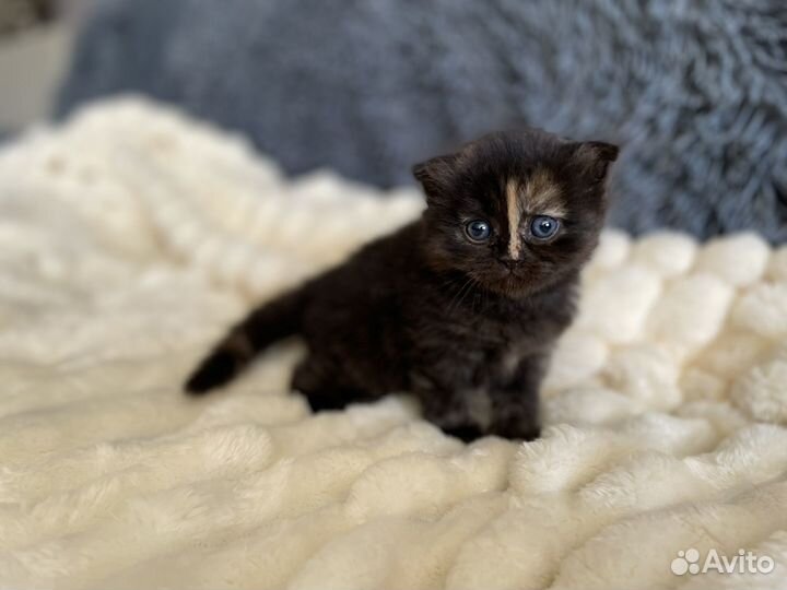 Шотландские котята