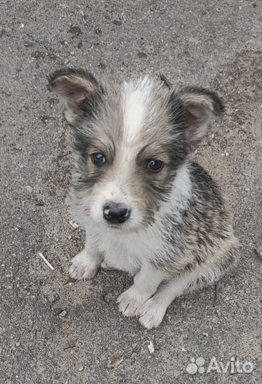 Щенок маленькой собаки мальчик