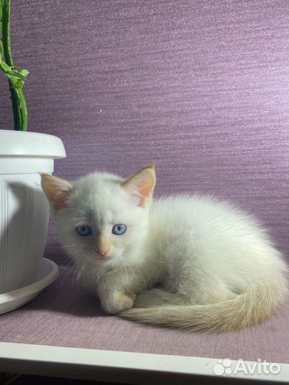 Кошка невская маскарадная