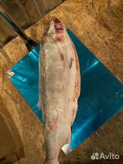 Кета потрошеная с головой. Рыба. Дикий лосось