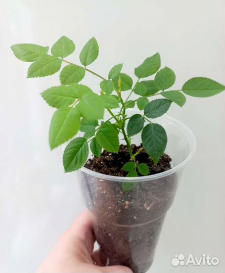 Комнатные цветы.обмен