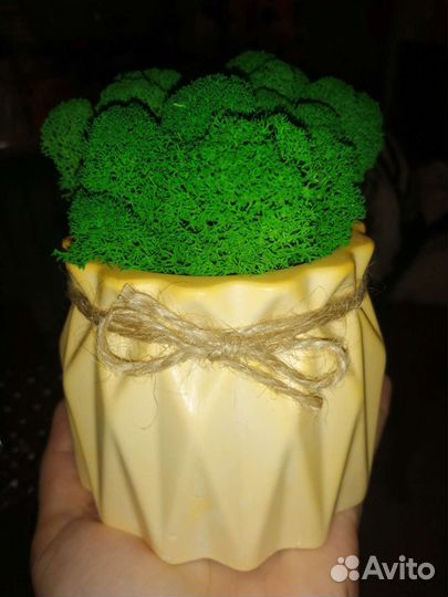 Кашпо из гипса со мхом