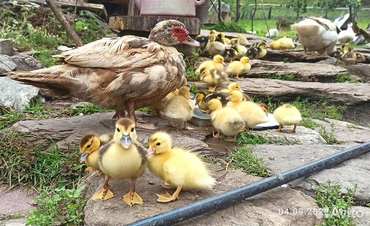 Индоутка с утятами