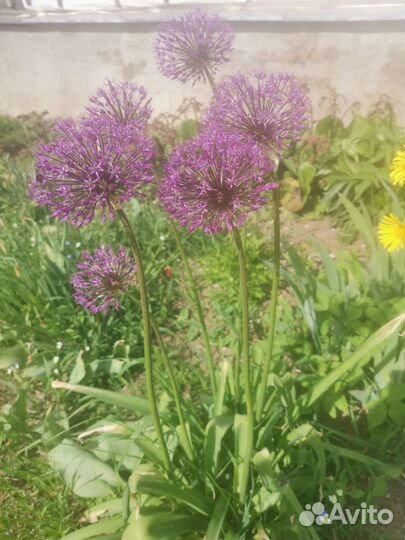 Садовые цветы