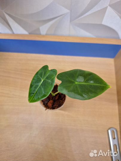 Алоказия мишольца