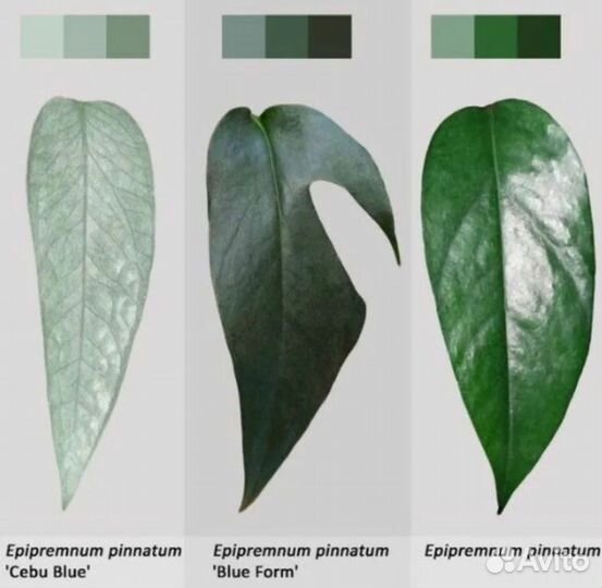 Эпипремнум Себу Блю