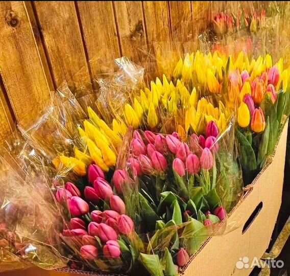 Тюльпаны микс